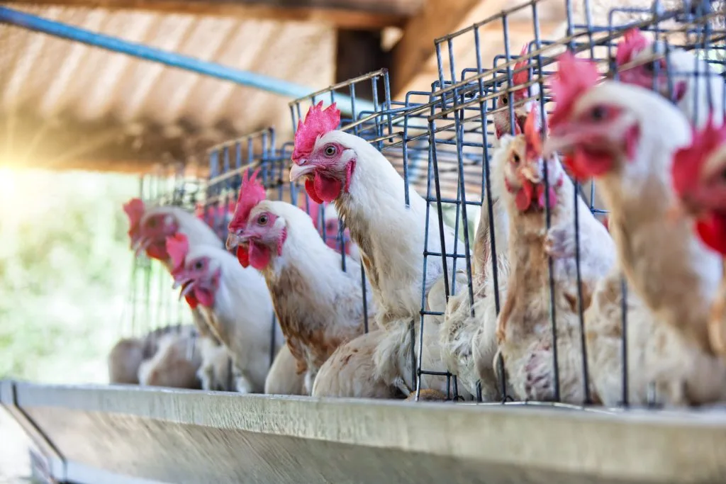 Confirmação do primeiro caso de gripe aviária em uma granja comercial no Brasil acendeu um sinal de alerta no mercado