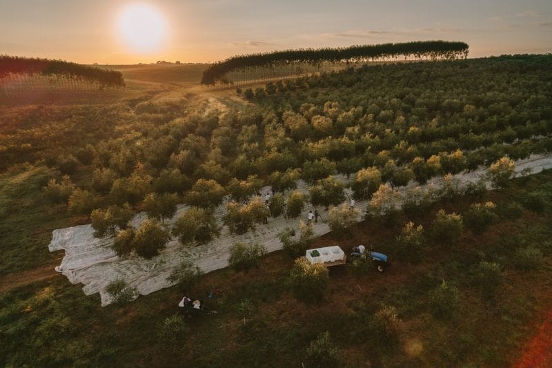 Melhor azeite da América do Sul, gaúcha Lagar H alia qualidade e compromisso ambiental 2 | Brazil Economy Azeites premiados da Lagar H são produzidos na fazenda localizada em Cachoeira do Sul (RS)