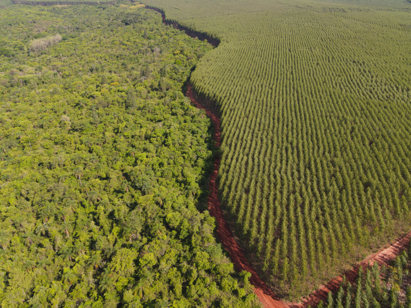 Dexco celebra 30 anos de certificação FSC e reforça liderança em manejo florestal 2 | Brazil Economy A companhia mantém mais de 30% de suas áreas como reservas de conservação, acima dos 20% exigidos por lei