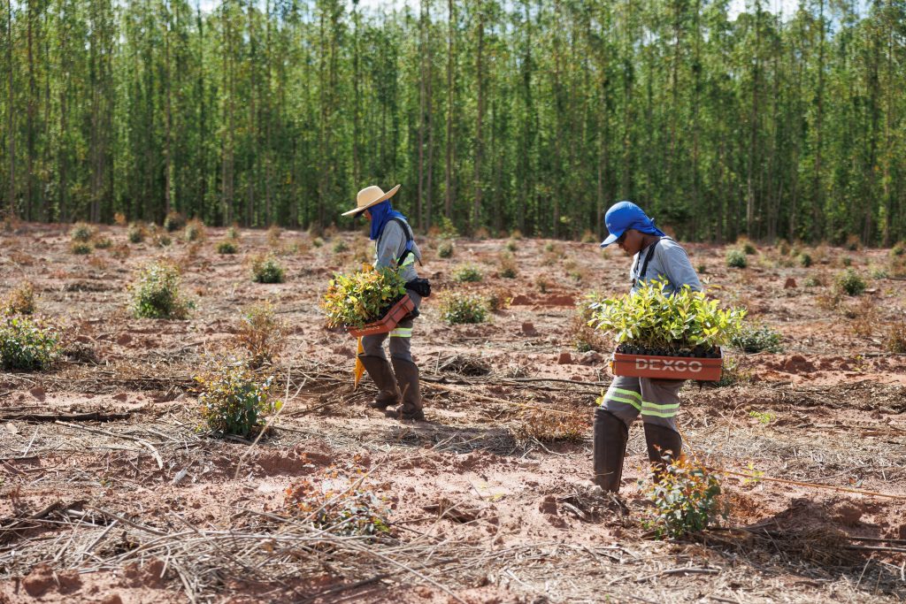 Com 180 mil hectares de florestas plantadas, avaliadas em R$ 2,7 bilhões, a Dexco detém a maior base florestal do segmento