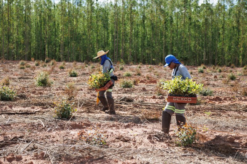Com 180 mil hectares de florestas plantadas, avaliadas em R$ 2,7 bilhões, a Dexco detém a maior base florestal do segmento