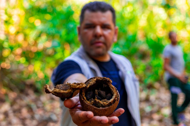 A Tutiplast investe em bioplásticos a partir de fibras vegetais, como curauá e ouriço da castanha-do-Brasil