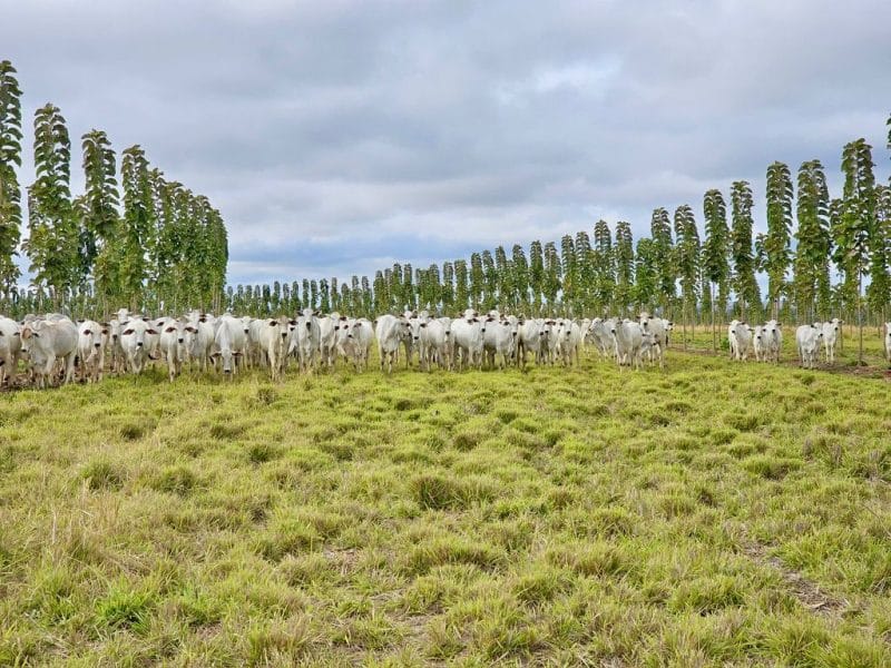 TRC aposta em expansão sustentável da teca e fortalece parcerias com pecuaristas 3 | Brazil Economy O Boiteca, programa de integração lavoura-pecuária-floresta, amplia o cultivo em áreas já utilizadas para pastagem