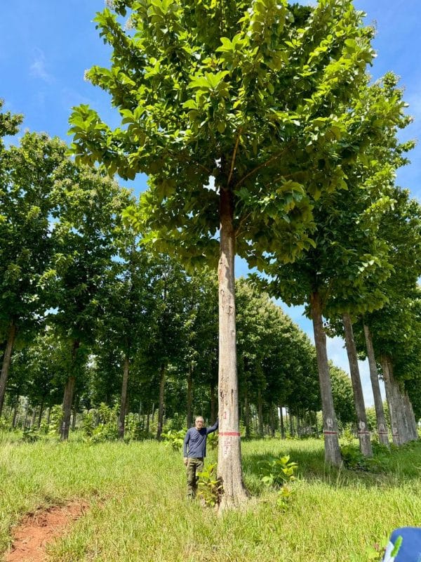TRC aposta em expansão sustentável da teca e fortalece parcerias com pecuaristas 2 | Brazil Economy De acordo com a Embrapa, o modelo de integração pode garantir até R$ 4,70 em retorno a cada R$ 1 investido