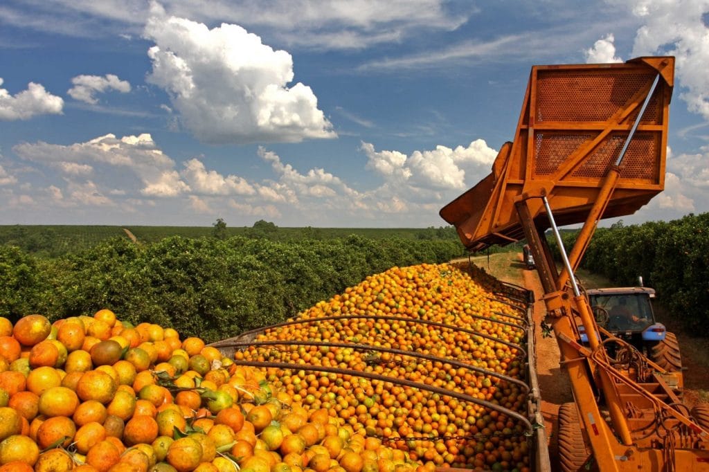 Produção de laranja deve encerrar a safra 2025/26 em 295 milhões de caixas de 40,8 quilos, 28% superior à de 2024/25