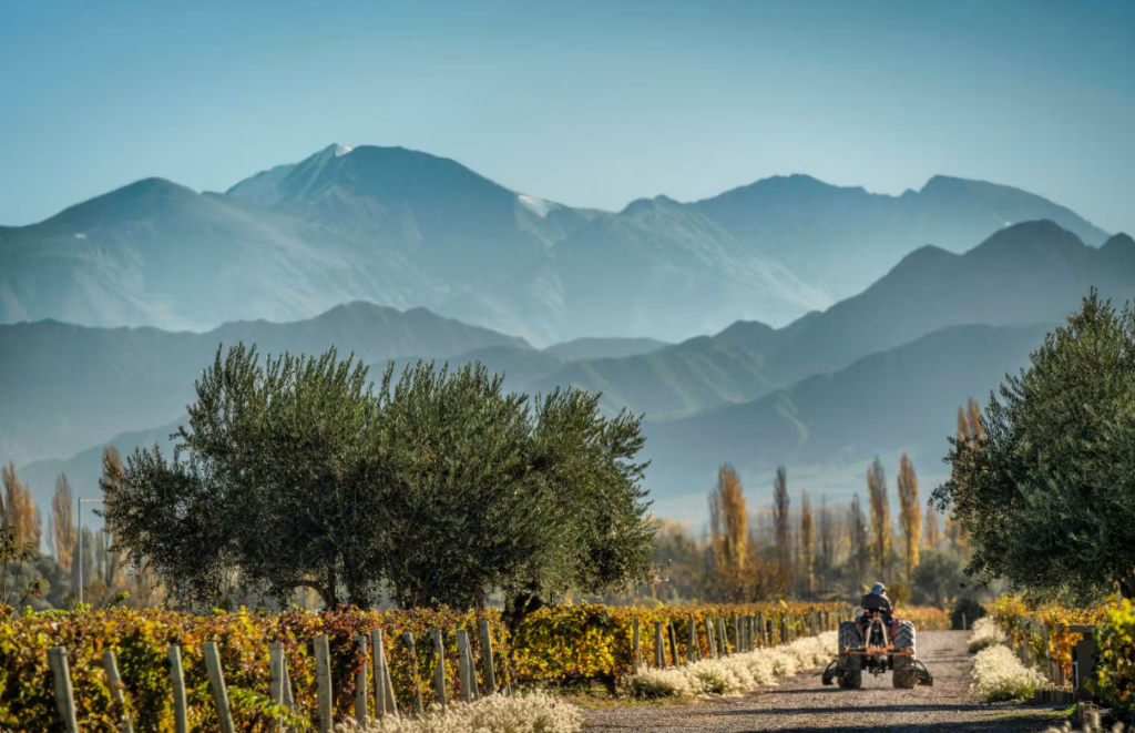 Cheval des Andes: o Grand Cru argentino que une elegância e inovação 1 | Brazil Economy Vista de vinhedos da Cheval des Andes, com a Cordilheira ao fundo. No cultivo, cada trabalhador cuida de uma parcela durante todo o ciclo da videira