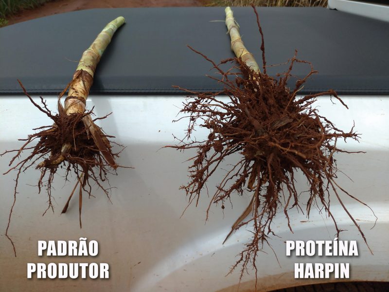 Diferença das raízes da planta em comparação de método tradicional com o uso da proteína Harpin