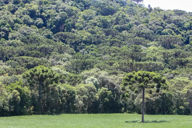 Grupo Positivo alcança faturamento recorde de R$ 1,2 bilhão e acelera agenda ambiental 3 | Brazil Economy a empresa firmou uma parceria pioneira com a SPVS para preservar uma área de Mata Atlântica na região da Mata do Uru