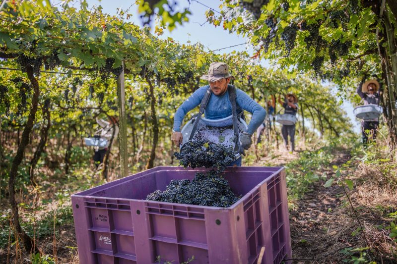 Garibaldi celebra 95 anos consolidando inovação em vinhos e espumantes 2 | Brazil Economy A sustentabilidade é um valor enraizado na cooperativa, que há anos produz um rótulo biodinâmico com uvas da agricultura familiar