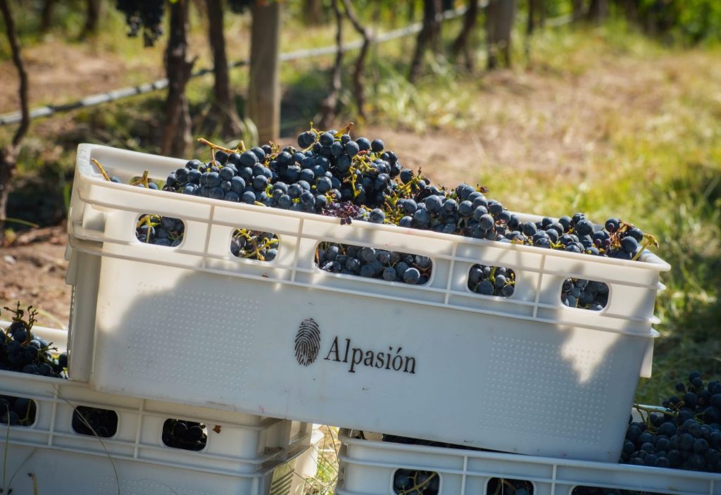 Alpasión: experiência dos sócios em diferentes áreas de negócio ajudou a construir o sucesso da marca